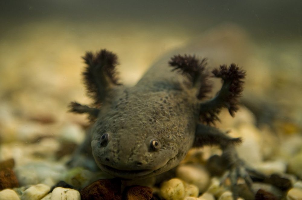 Axolote Mexicano Axolote Mexicano