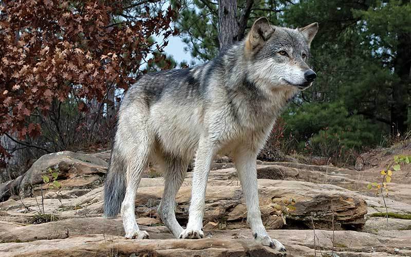 Lobo Mexicano Lobo Mexicano