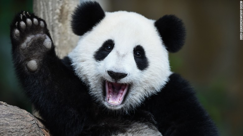 Panda Gigante Panda Gigante