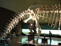 Museo de Historia Natural